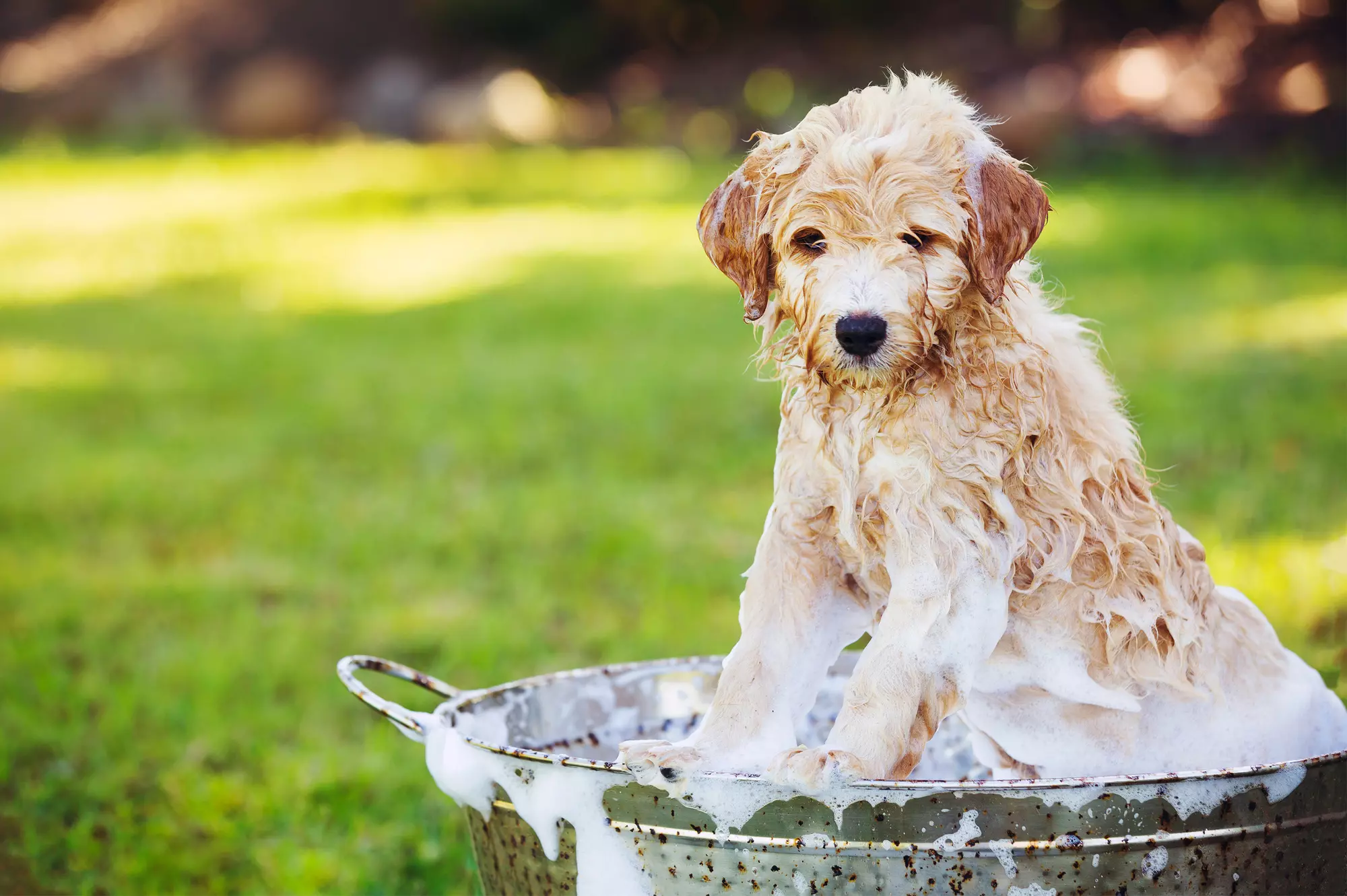 Dogwash Dogwash