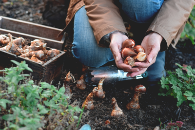 It's time to plant spring bulbs