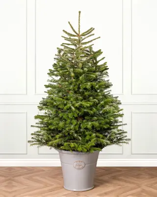 2FT Pot Nordman Christmas Tree