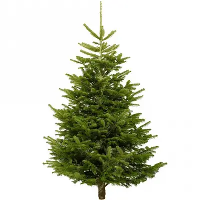 5FT Nordmann Fir Christmas Tree