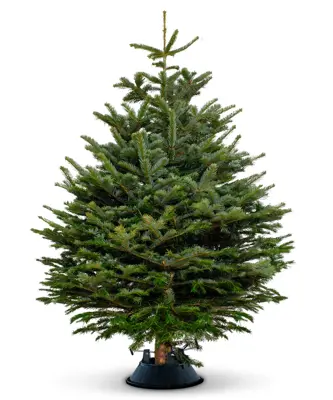 8FT Nordmann Fir Christmas Tree