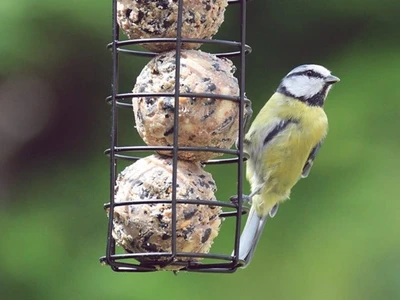 Birdcare & Wildlife