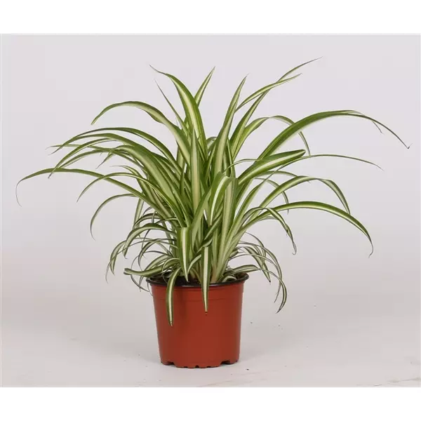 Chlorophytum Comosum Variegatum - 12cm - Codsall & Wergs ...