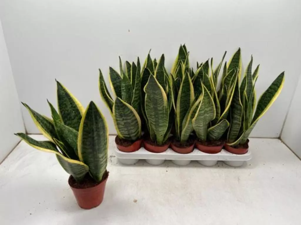 Sansevieria Futura Superb - 12cm - Codsall & Wergs | Wolverhampton ...